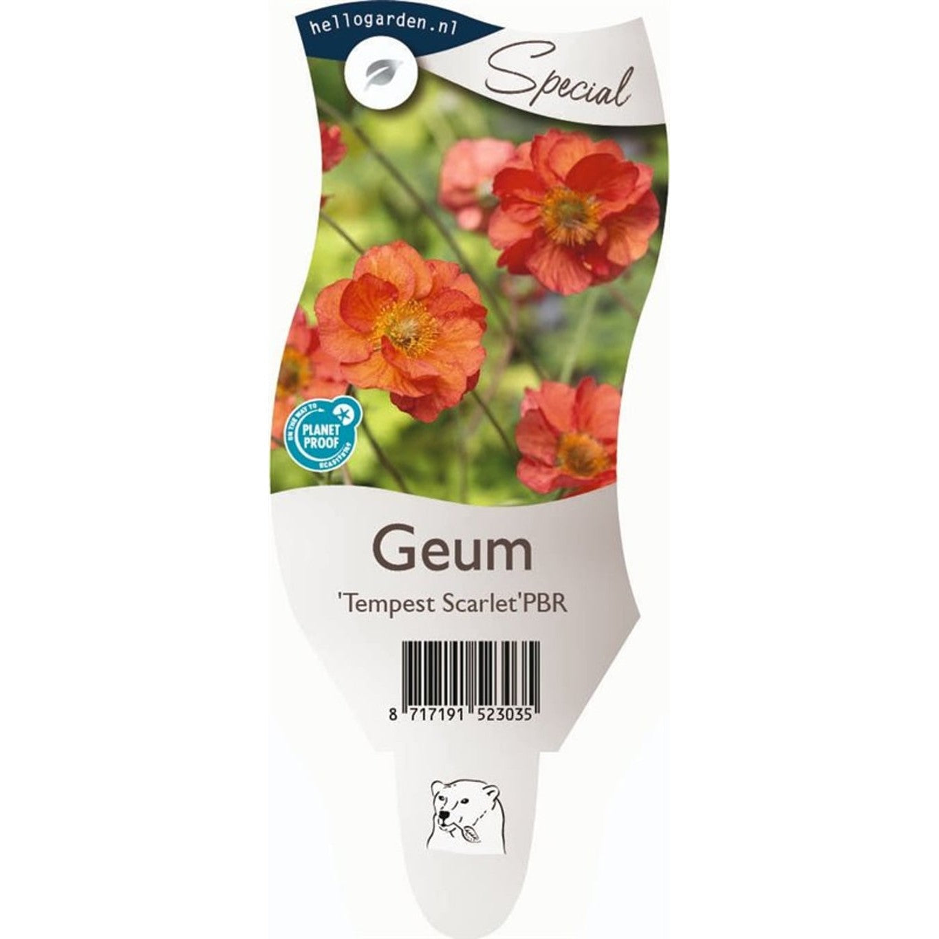 Nejlikrot – Geum 'Scarlet Tempest' - P11